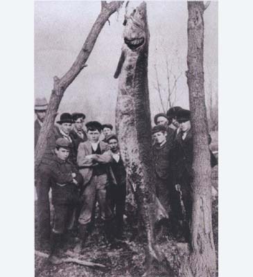 Record photograph for Acipenser fulvescens